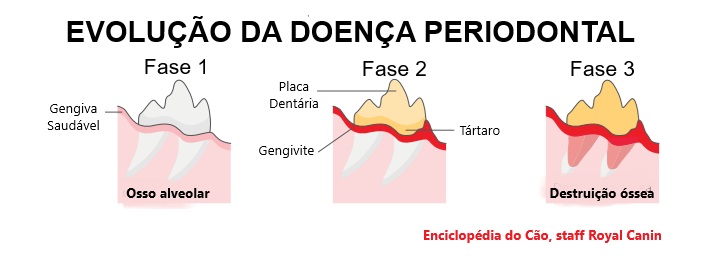 Dentes dos Cães