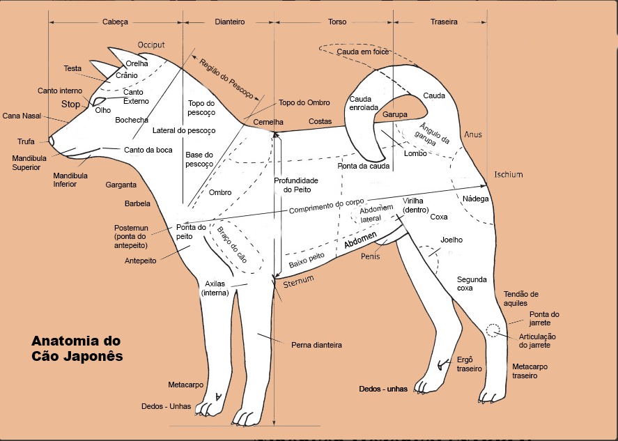 Padrão NIPPO atualizado