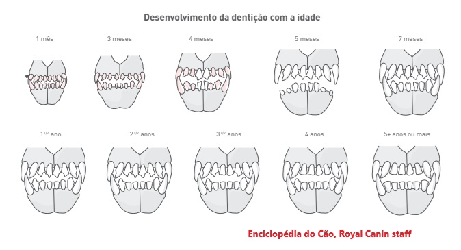 dentes de leite de cães