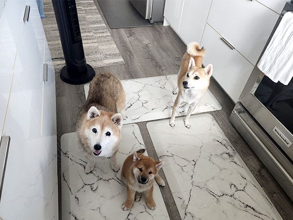 FAMÍLIA DE SHIBAS