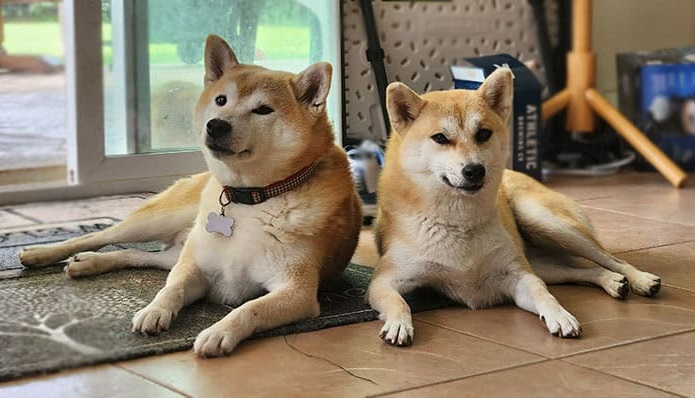 CASAL DE SHIBAS