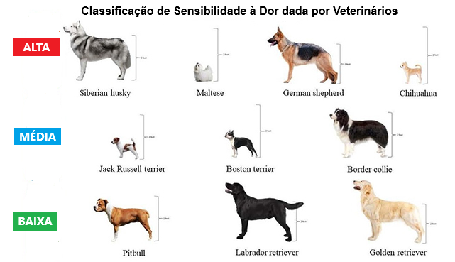 dor em cães