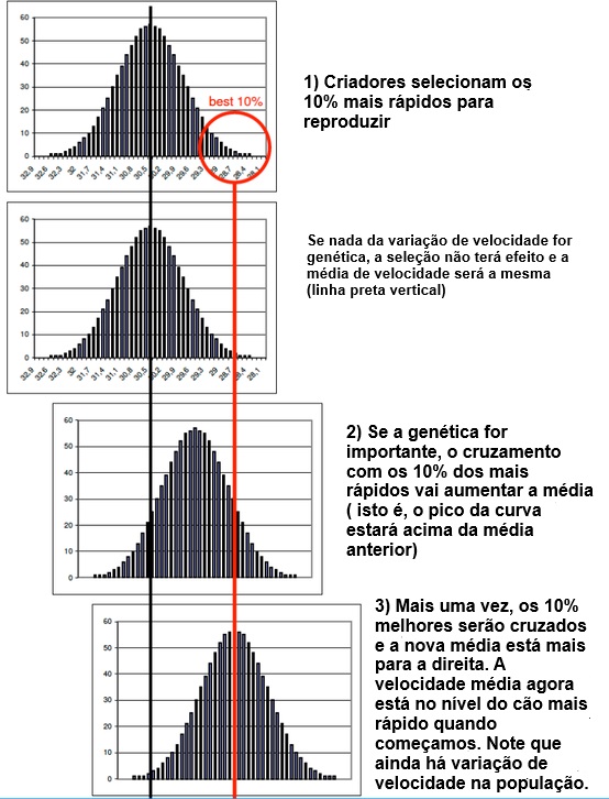 MELHORAMENTO GENÉTICO