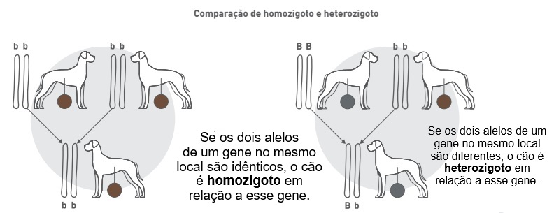 MELHORAMENTO GENÉTICO