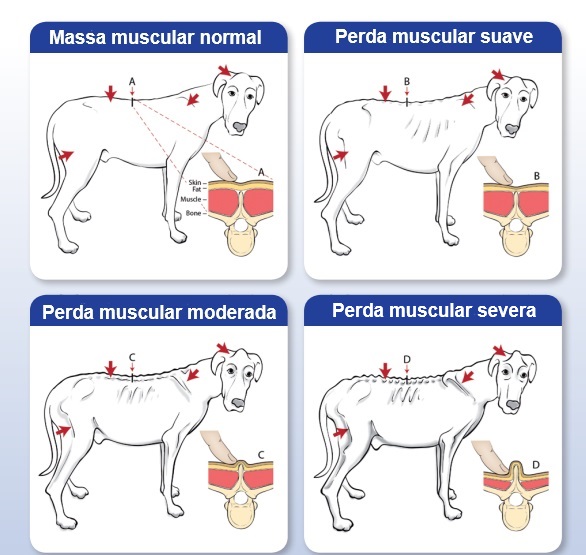 obesidade em cães